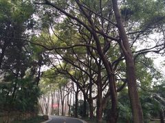 -采石矶景区