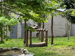 -卧龙中华大熊猫苑神树坪基地