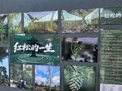 -汤旺河林海奇石景区