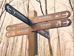 -合肥滨湖国家森林公园