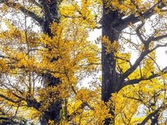 -申粤轩酒楼·三十年粤菜经典(丁香花园店)