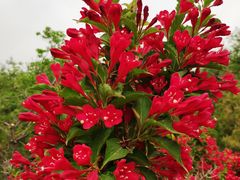 -永定河休闲森林公园