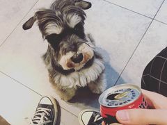 -帕帕拉兹宠物(亚洲旗舰店)