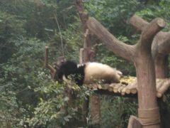 -中国大熊猫保护研究中心雅安碧峰峡基地