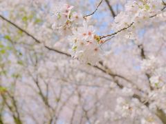 -苏州上方山国家森林公园