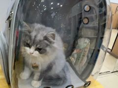 -米苏动物医院·犬猫专科·骨科外科内窥镜