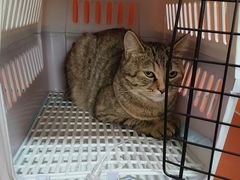 -瑞派福兴宠物医院犬猫全科·骨科·中西医结合(河东店)