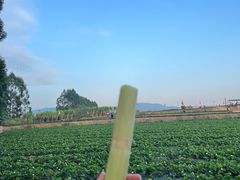 -光明小镇欢乐田园