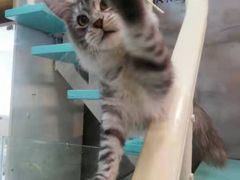 -十年猫舍·猫咪专门店(普陀店)