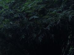 -成都市活水公园