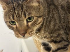 -废柴猫桌游概念馆(王府井喜悦购物中心店)