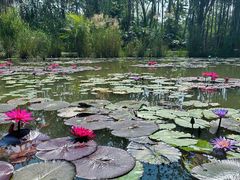 -中国科学院西双版纳热带植物园