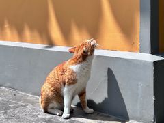 -龙华寺