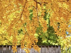 -三里屯东五街银杏大道