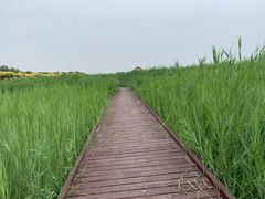-西青郊野公园