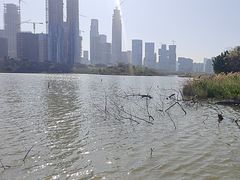 -华侨城湿地公园
