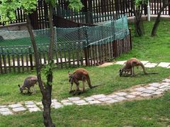 -大连森林动物园