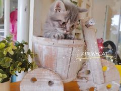 -十年猫舍·猫咪专门店(普陀店)