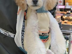-FAELING PETS美天灵宠物(富力广场店)