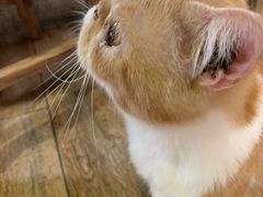 -more than meow吴止猫主题餐厅(承德 中船汇店)