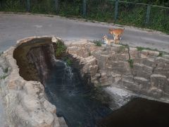 -大连森林动物园