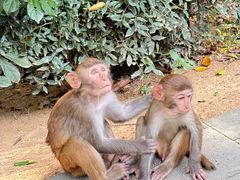 -南湾猴岛+椰田古寨一日游