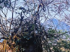 -山王坪喀斯特国家生态公园