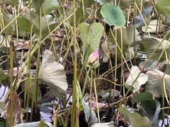 -长春市南湖公园