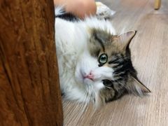 -柴迷FANS CLUB·柴犬狗咖·猫咖