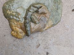 -桂林市花鸟市场