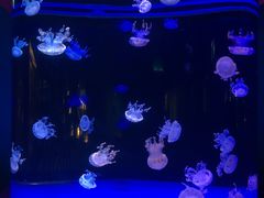 -左海海底世界