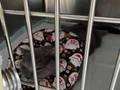 -申普宠物医院·心脏介入·心血管微创(总院)