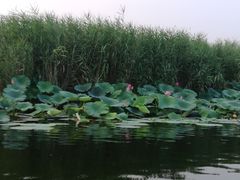 -白洋淀景区