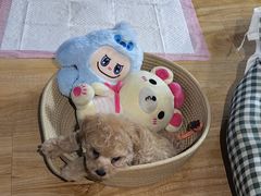 -宠颐生宠物医院·异宠猫科内科·诊疗中心宠巢店