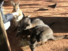 -费瑟代尔野生动物园