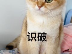-东方名猫馆·英短金渐层布偶猫舍(环线广场1号楼店)