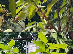 -广州神农草堂中医药博物馆