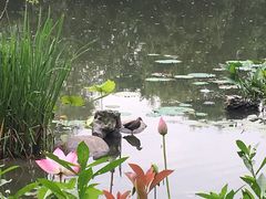 -新江湾城公园