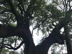 -新安江山水画廊风景区