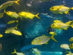 -太平洋海底世界