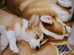 -柯斗斗主题餐厅·狗咖·围炉煮茶·茶饮(国瑞升平里店)