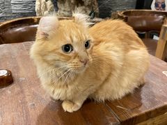 -猫小院猫主题餐厅(南锣旗舰店)