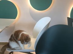 -飞行喵MR PILOT|猫舍·猫咖(静安大融城店)