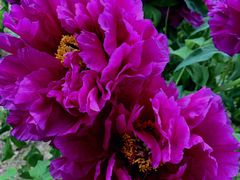 -曹州百花园