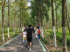 -合肥滨湖国家森林公园