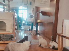 -喵园·猫主题咖啡厅·撸猫·猫咖(国贸店)