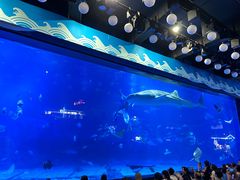 -烟台海昌鲸鲨海洋公园