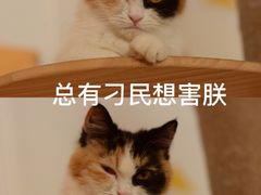 -平行世界·猫咖(首经贸店)