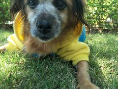 -彩虹桥宠物火化殡葬善终服务(金乐大厦店)