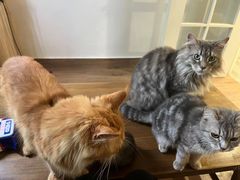 -楼上猫咖(罗湖店)